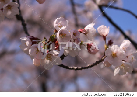 Cherry blossoms in full bloom Cherry blossoms in full bloom 125219659