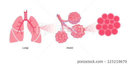 Human lungs poster 125219670