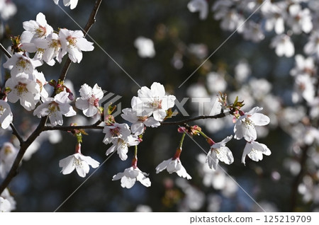 春天田野裡盛開的豆櫻花 125219709