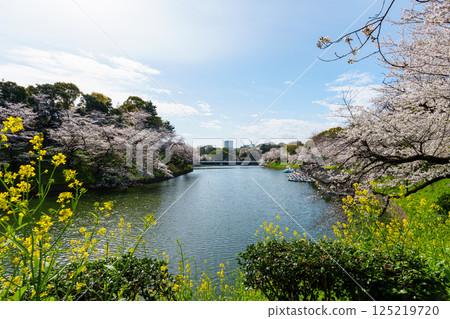 Chidorigafuchi with cherry blossoms in full bloom, April 2025 125219720
