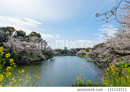 Chidorigafuchi with cherry blossoms in full bloom, April 2025 125219721