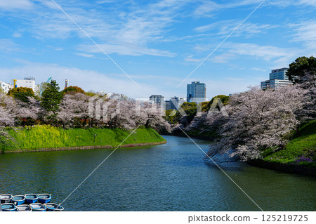 Chidorigafuchi with cherry blossoms in full bloom, April 2025 125219725