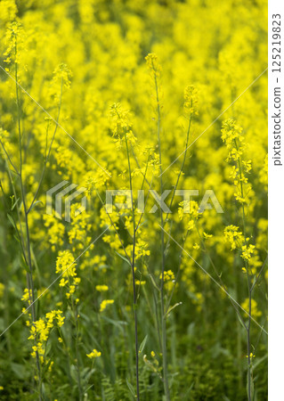 春天的花朵，芥菜花盛開的風景-2 125219823