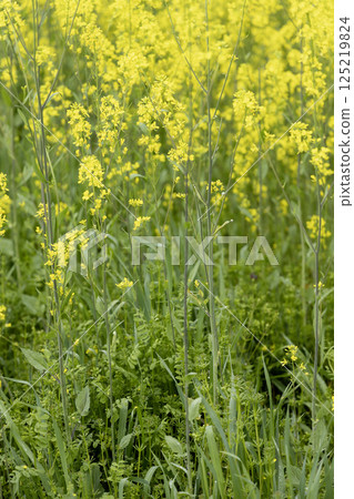 春天的花朵，芥菜花盛開的風景-3 125219824