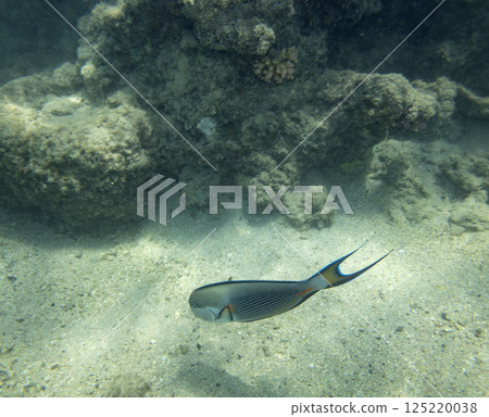 sea fish, coral reef, underwater sea fish, coral reef, underwater 125220038