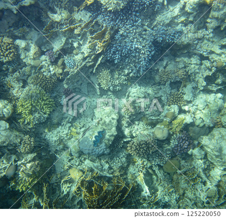 sea fish, coral reef, underwater 125220050