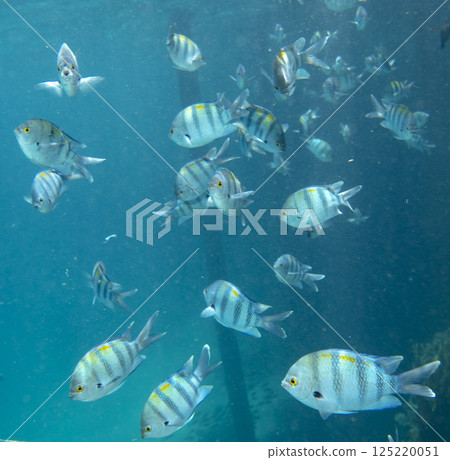 sea fish, coral reef, underwater sea fish, coral reef, underwater 125220051