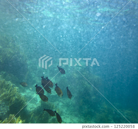 sea fish, coral reef, underwater 125220058