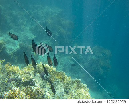 sea fish, coral reef, underwater sea fish, coral reef, underwater 125220059