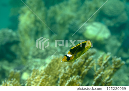 sea fish, coral reef, underwater sea fish, coral reef, underwater 125220069