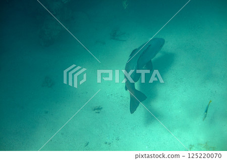 sea fish, coral reef, underwater sea fish, coral reef, underwater 125220070