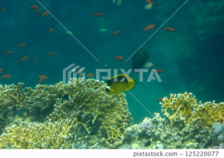 sea fish, coral reef, underwater 125220077