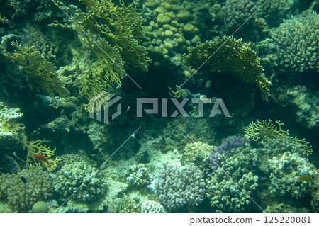 sea fish, coral reef, underwater 125220081