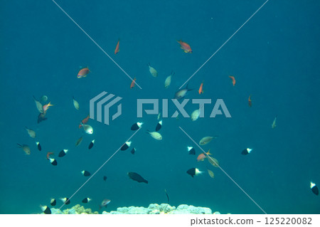 sea fish, coral reef, underwater sea fish, coral reef, underwater 125220082