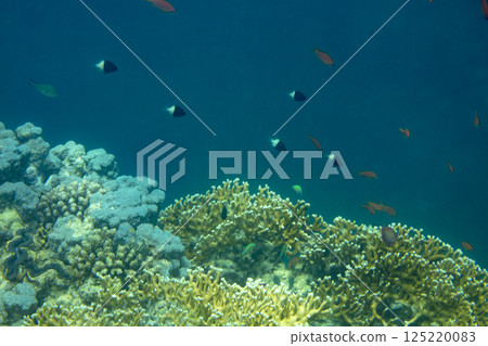 sea fish, coral reef, underwater sea fish, coral reef, underwater 125220083