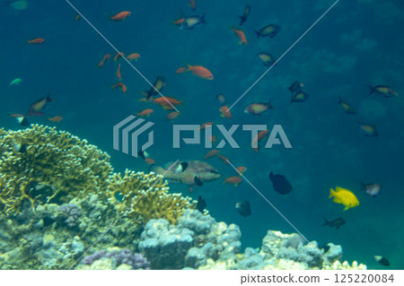 sea fish, coral reef, underwater sea fish, coral reef, underwater 125220084