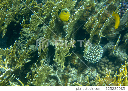 sea fish, coral reef, underwater 125220085