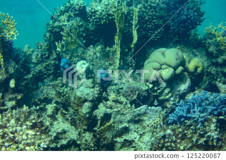 sea fish, coral reef, underwater sea fish, coral reef, underwater 125220087