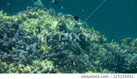 sea fish, coral reef, underwater sea fish, coral reef, underwater 125220091