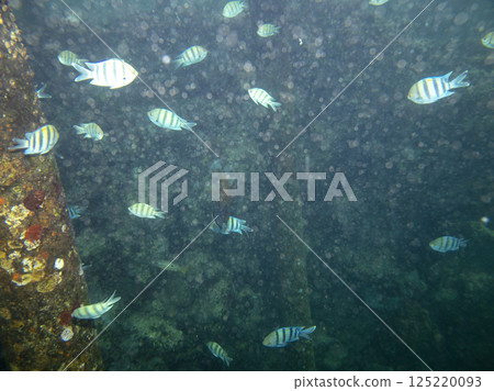 sea fish, coral reef, underwater 125220093