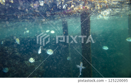 sea fish, coral reef, underwater 125220095