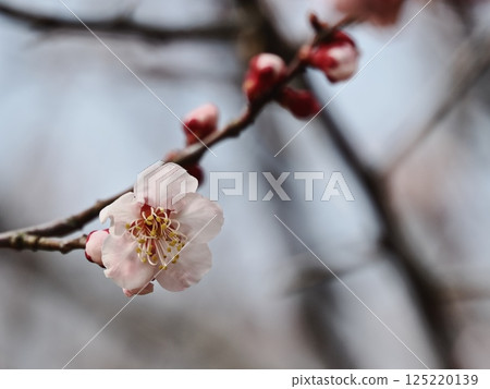 Red plum blossoms telling the coming of spring 125220139