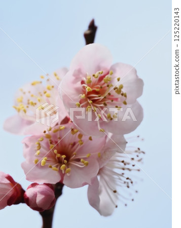 Red plum blossoms telling the coming of spring 125220143