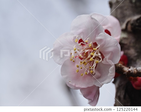 Red plum blossoms telling the coming of spring Red plum blossoms telling the coming of spring 125220144