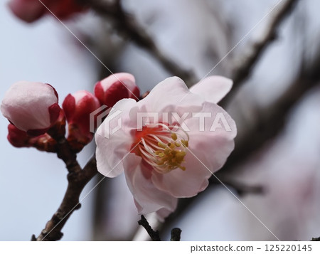 Red plum blossoms telling the coming of spring 125220145