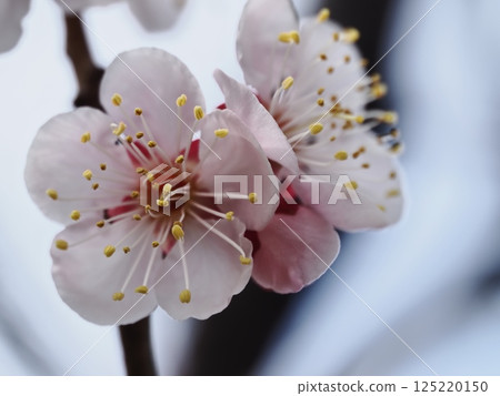 紅梅花告訴春天的到來 125220150