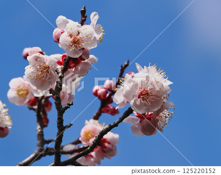 紅梅花告訴春天的到來 紅梅花告訴春天的到來 125220152