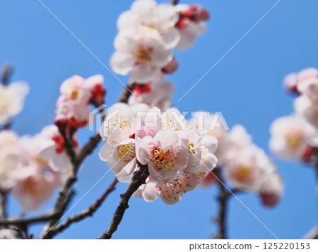 Red plum blossoms telling the coming of spring Red plum blossoms telling the coming of spring 125220153