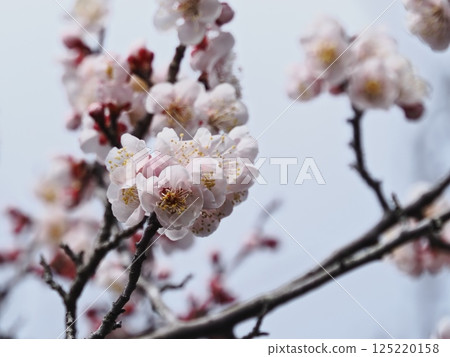 Red plum blossoms telling the coming of spring 125220158
