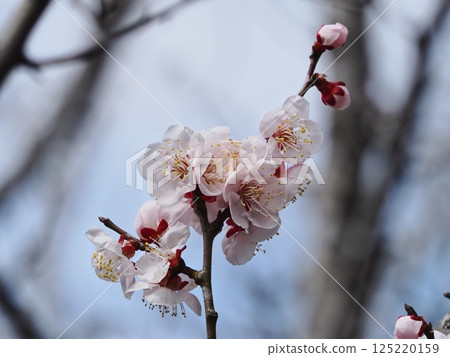 紅梅花告訴春天的到來 紅梅花告訴春天的到來 125220159