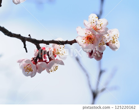 Red plum blossoms telling the coming of spring Red plum blossoms telling the coming of spring 125220162