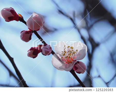 紅梅花告訴春天的到來 125220163