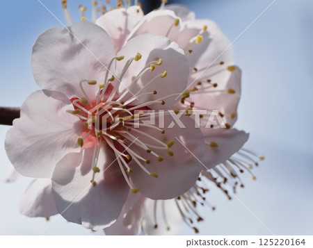 Red plum blossoms telling the coming of spring Red plum blossoms telling the coming of spring 125220164