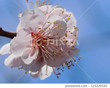 Red plum blossoms telling the coming of spring 125220165