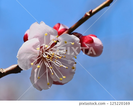 紅梅花告訴春天的到來 125220169