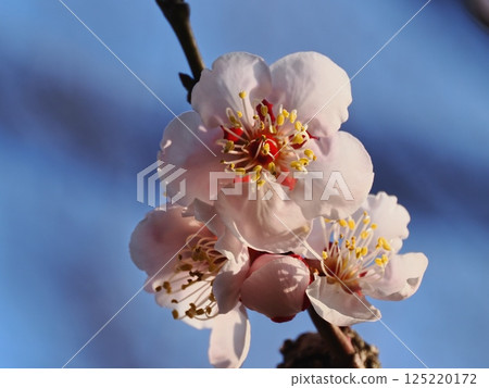 紅梅花告訴春天的到來 125220172