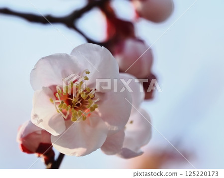 Red plum blossoms telling the coming of spring 125220173