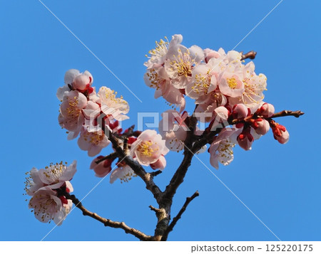 紅梅花告訴春天的到來 125220175