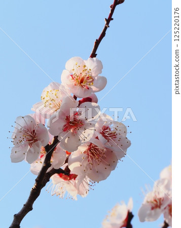 Red plum blossoms telling the coming of spring 125220176