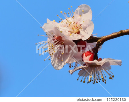 紅梅花告訴春天的到來 紅梅花告訴春天的到來 125220180