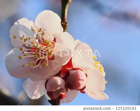 紅梅花告訴春天的到來 125220181