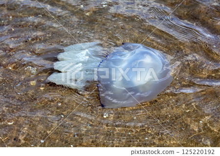 Large marine jellyfish, in a natural habitat 125220192