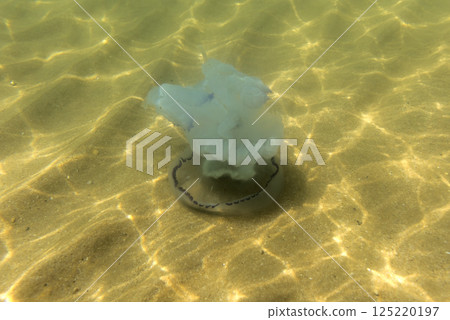 Large marine jellyfish, in a natural habitat Large marine jellyfish, in a natural habitat 125220197