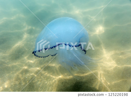 Large marine jellyfish, in a natural habitat 125220198