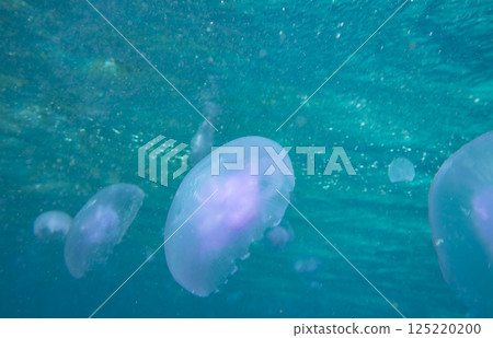 Large marine jellyfish, in a natural habitat Large marine jellyfish, in a natural habitat 125220200
