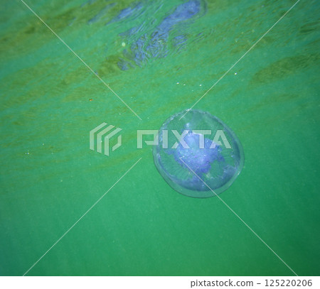 Large marine jellyfish, in a natural habitat 125220206